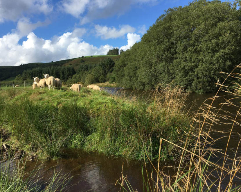 Top of the Wye at Ty Mawr - DG from Hereford